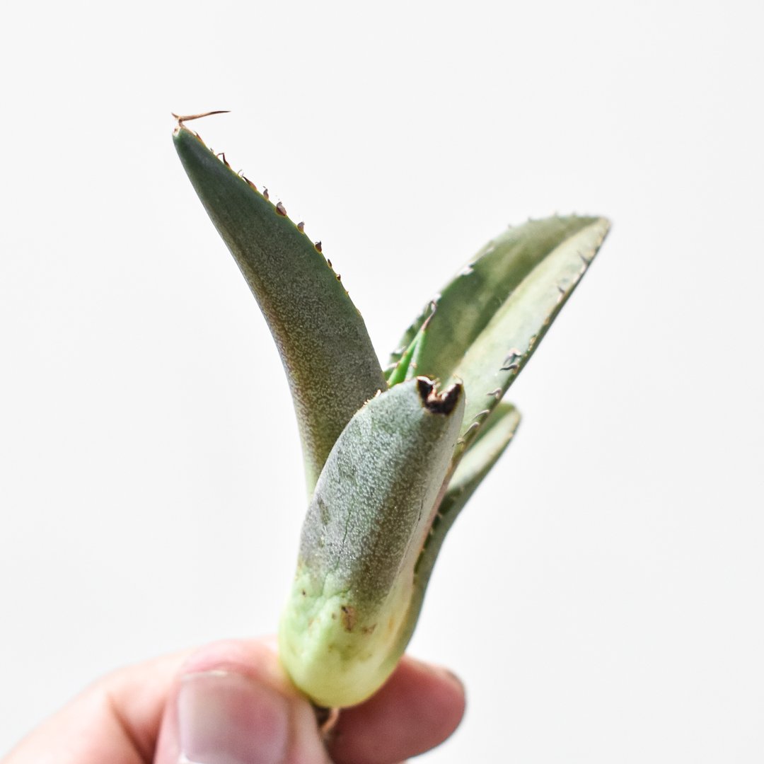 親株出品 青肌黒刺チタノタ 検) ビースト アガベ - アガベ