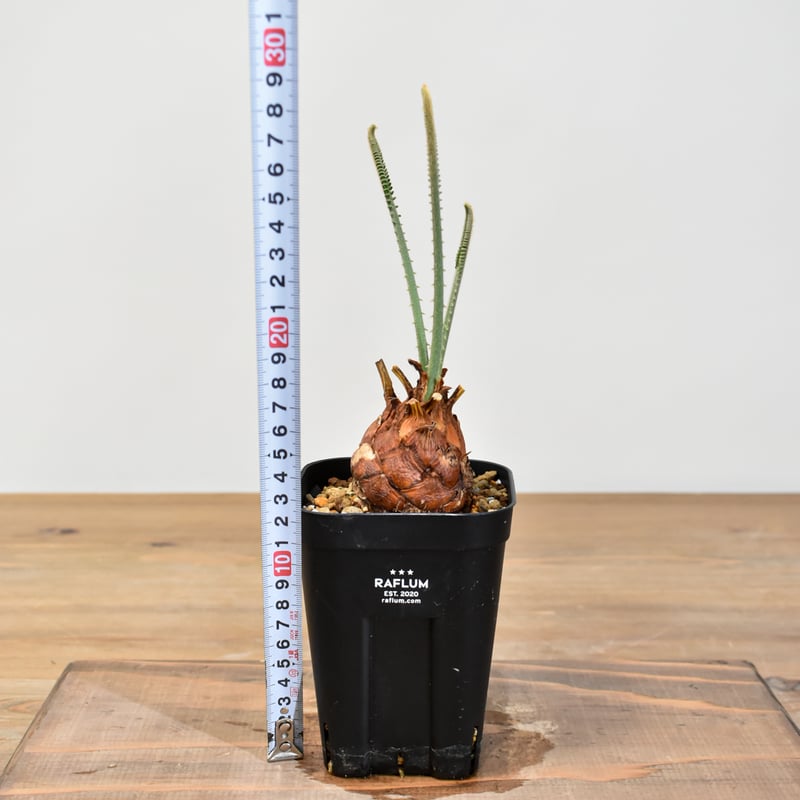 【国内実生株】サイカス カイルンシアナ 極美株 希少 激レア！現品お届け】サイカス カイルンシアナ（ブルーソテツ）9