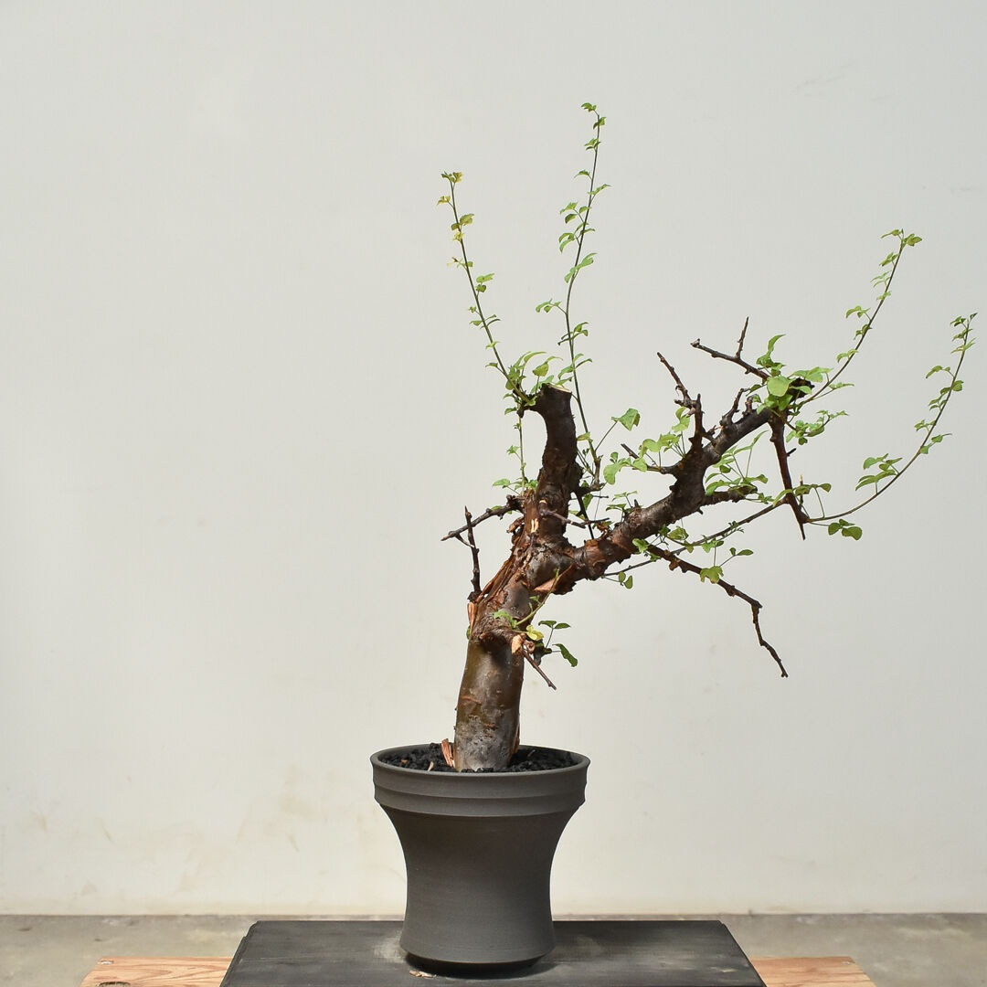 コミフォラ ボラネンシス （発根済み）RF230777(T) | RAFLUM