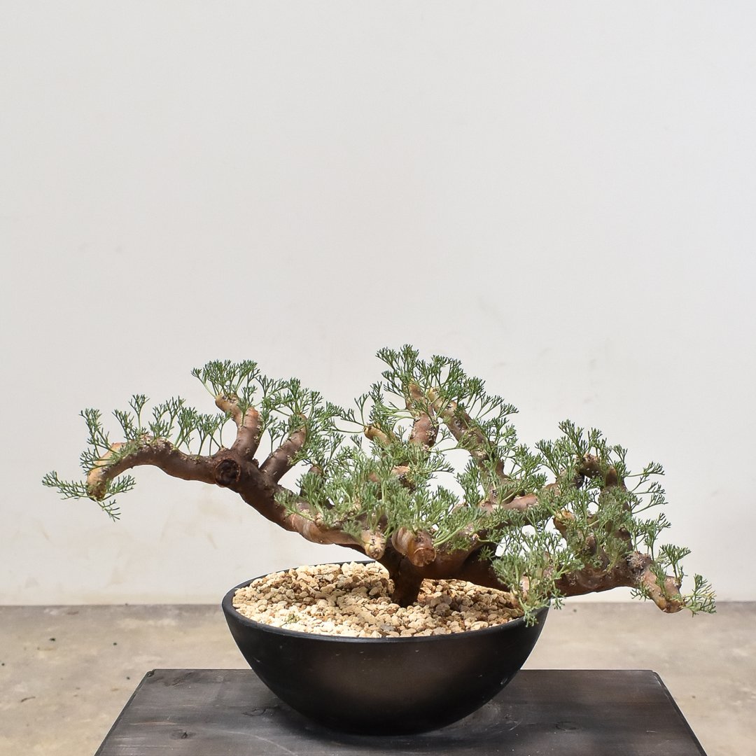 サルコカウロン ムルチフィズム 