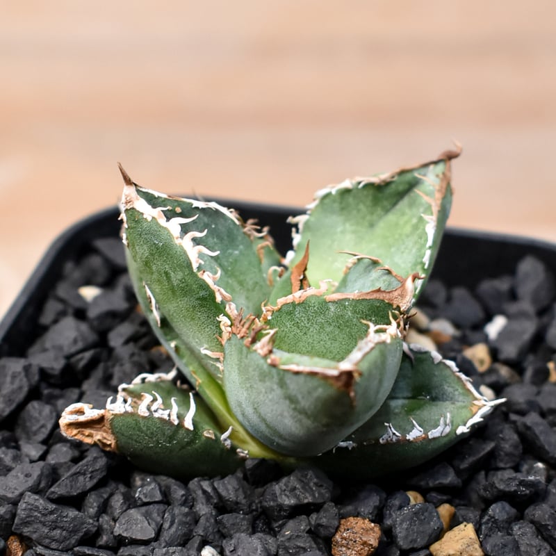 アガベ チタノタ Shi-hao 