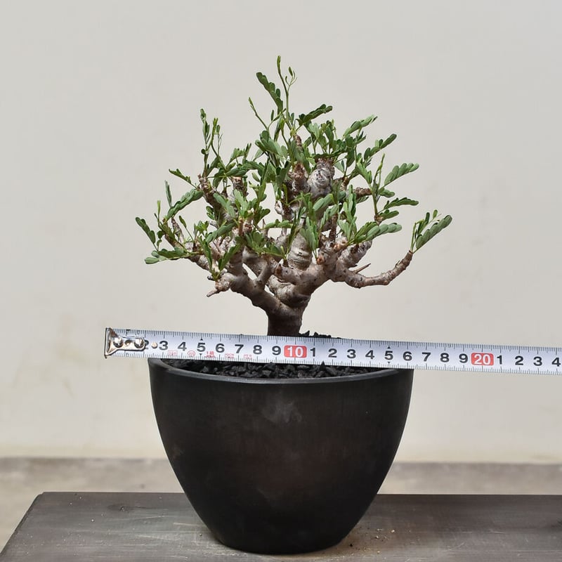 センナ メリディオナリス （発根済み）RF231521 | RAFLUM / ラフラム