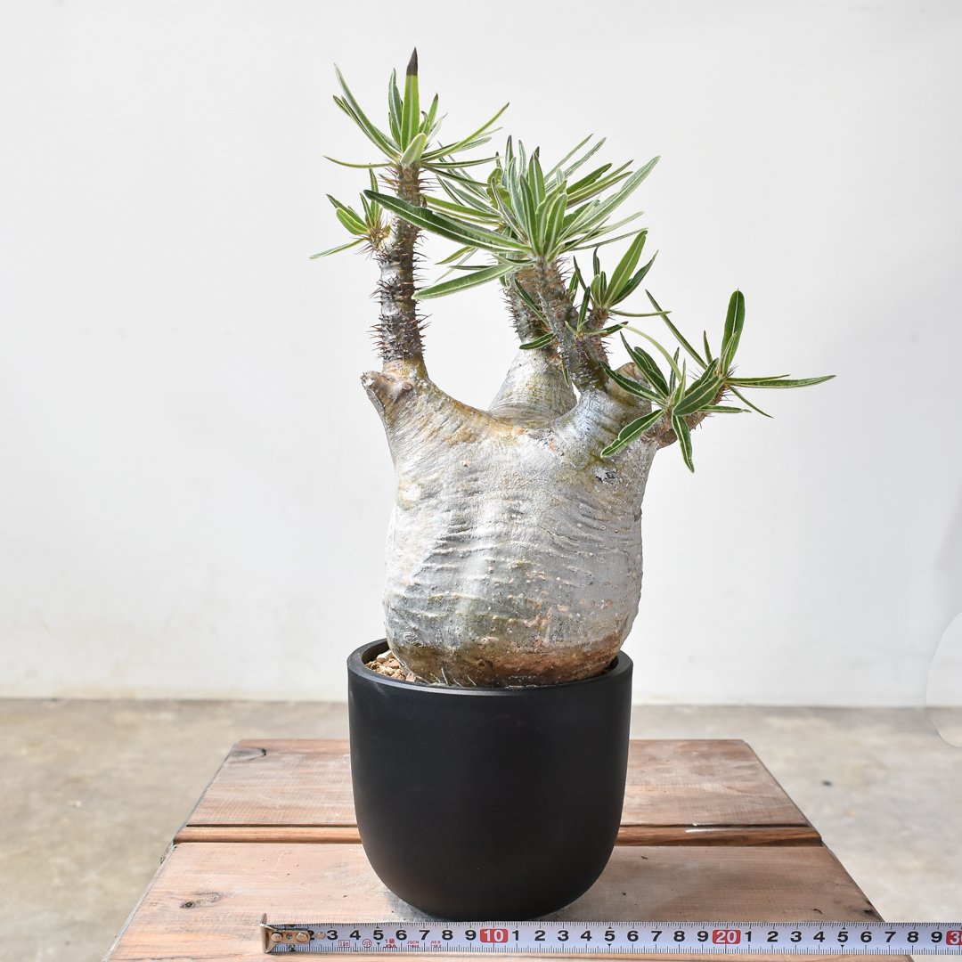 9*8様 left botanical パキポディウムグラキリス 現地球 パキポディウム グラキリス 【現地球/発根済み】F HK2402385(T) | RAFLU