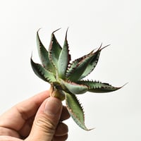 アガベ ハイブリット "魔幻彩蝶"【台湾 dragon agave産/中株/抜き苗販売】B140