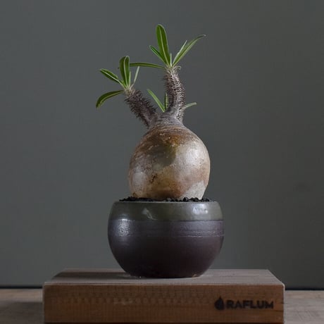 パキポディウム グラキリス【イチ押し！パキポディウム系の人気者！厳選した良型株を是非！！】RF22484