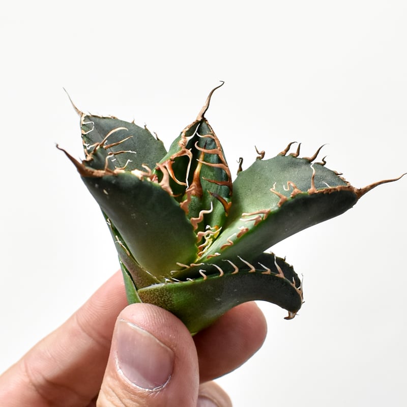 RAFLUMコレクション】アガベ チタノタ 