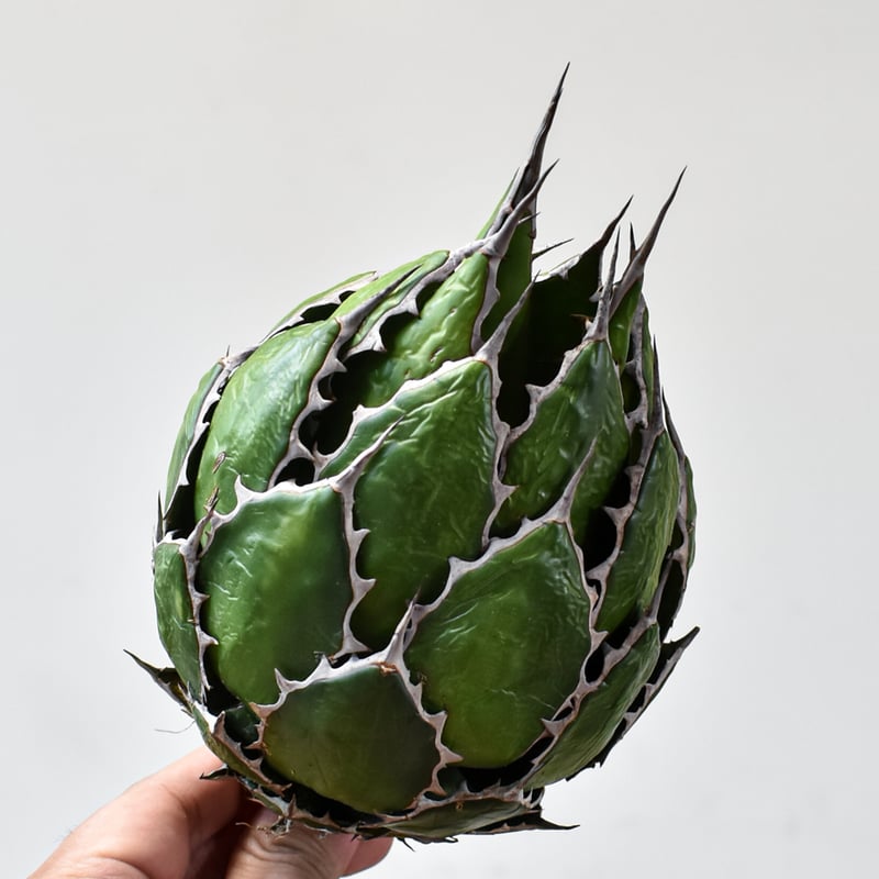 アガベ ホリダ【OSP選抜株 / 抜き苗】7 | RAFLUM / ラフラム｜東京