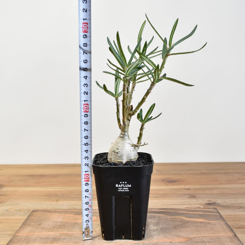 グラキリス　ビスピノーサム パキポディウム・ビスピノーサム(Pachypodium bispinosum