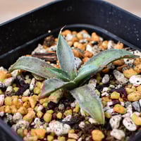 アガベ ホリダ【説明不要の超人気株！ワイドリーフ！鋸歯の鋭さ！文句