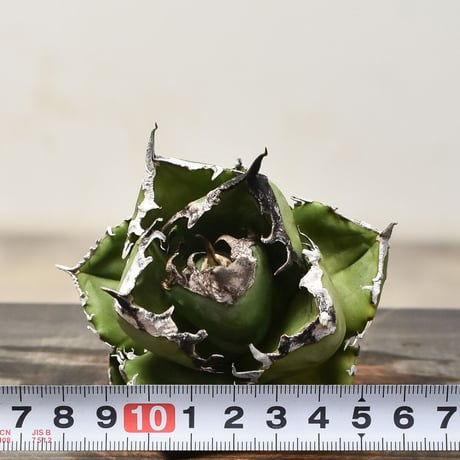 アガベ チタノタ 南アフリカダイヤモンド  "SAD/南非白鑚石" 【台湾産/抜き苗販売】RF231839B