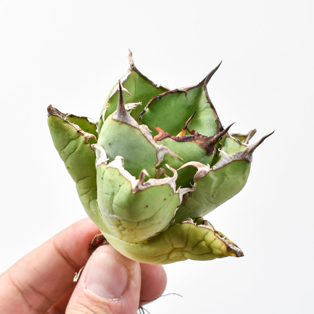 アガベ チタノタ 