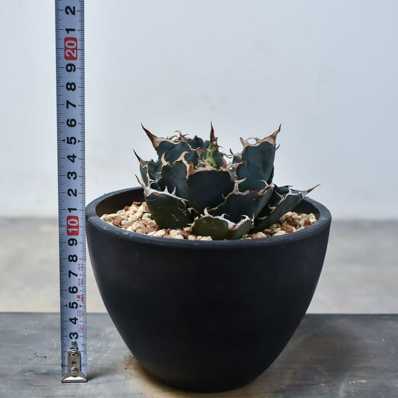 アガベ チタノタ 