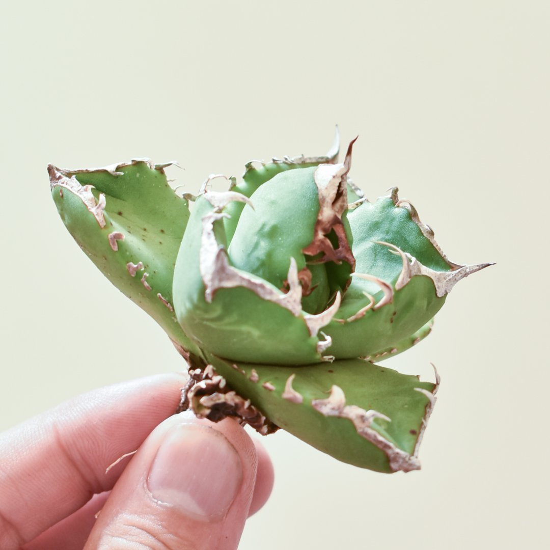 アガベ チタノタ 南アフリカダイヤモンド 