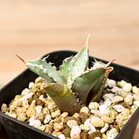 EMP パキポディウム ウィンゾリー 実生 / Pa85 EMP パキポディウム ウィンゾリー 実生 / Pa85 EMP パキポディウム