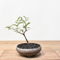 ブーファン ディスティチャ 【発根済み】HK2401935(T) | RAFLUM