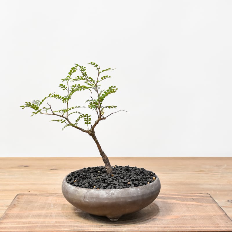 WACK” ON YOUR SIDE】オペルクリカリア パキプス WACK-B077 |