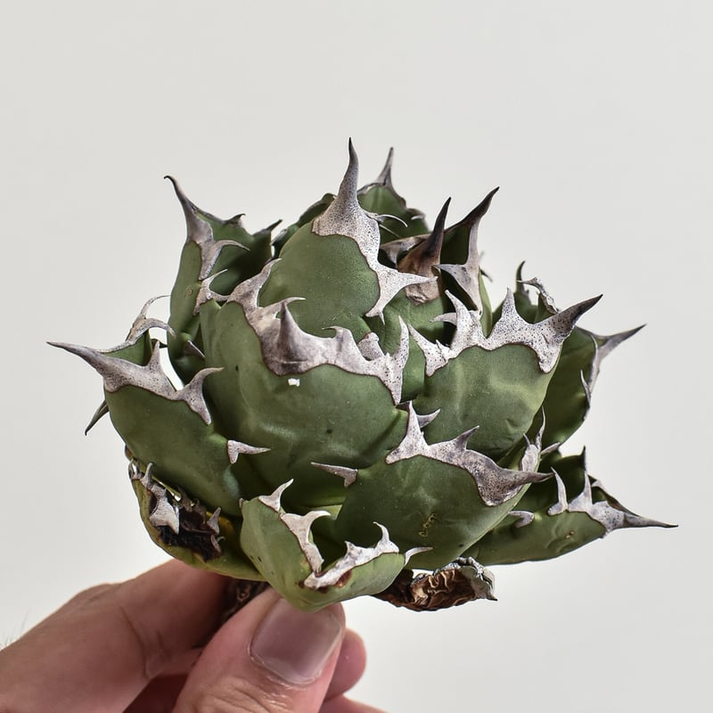 アガベ　海王　（台湾鉢5号サイズ） アガベ 海王 （台湾鉢5号サイズ） アガベ 海王 （台湾鉢5号サイズ