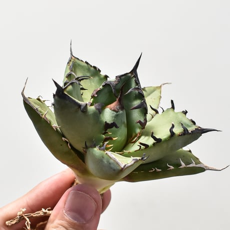 アガベ チタノタ 黒鯨 【台湾産/抜き苗】DG2400594(T)