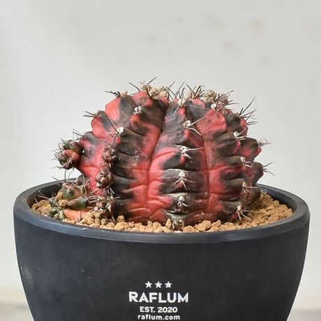 ギムノカリキウム ミハノビッチ "緋牡丹錦"（発根済み）RF231005