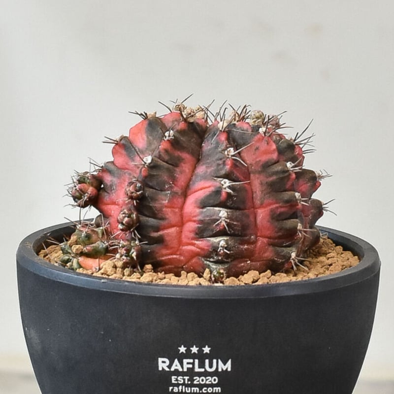 多肉植物　ギムノカリキウム　ミハノビッチ錦　微根 ギムノカリキウム ミハノビッチ 