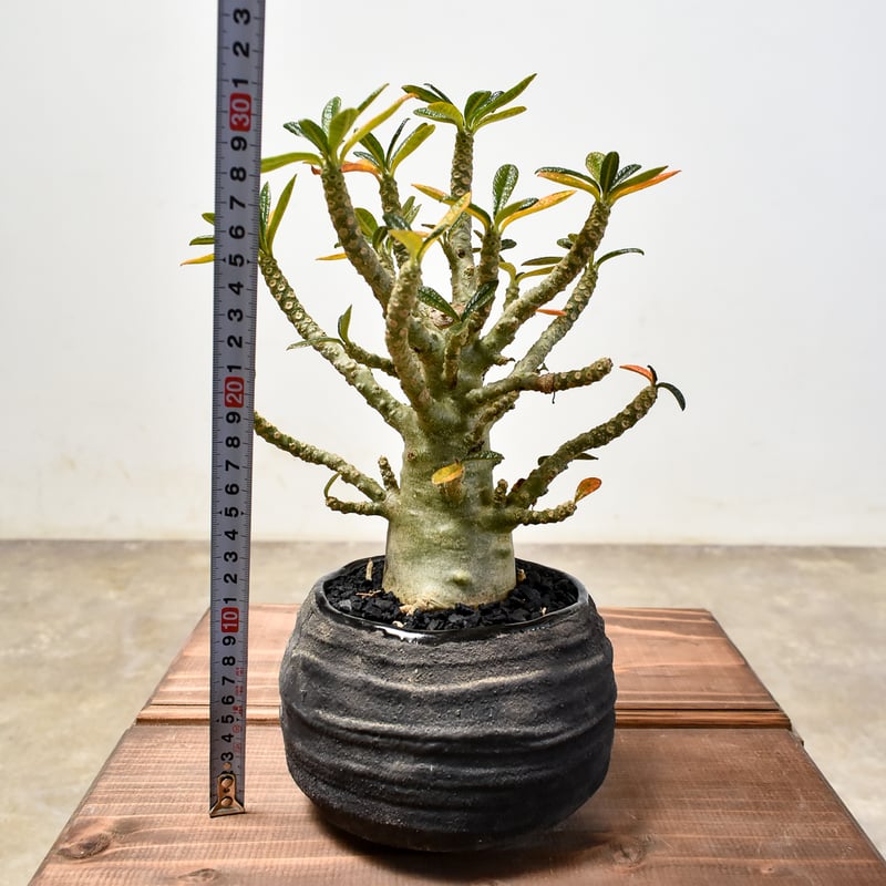 ドルステニア ギガス 発根済み ドルステニア ギガス（発根済み）RF231444(T) | RAFLUM