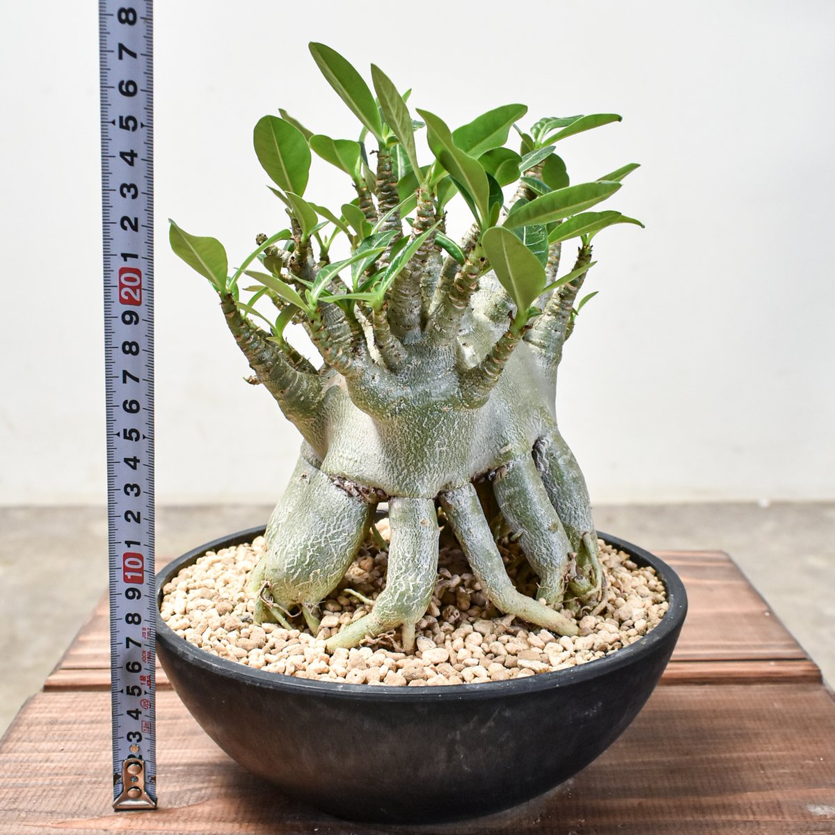 アデニウム　アラビカム アデニウム アラビカム【発根済み】HK2401358(T) | RAFLUM