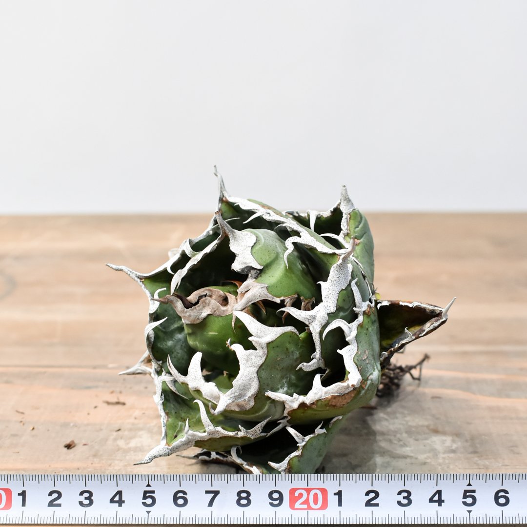 アガベ チタノタ “精品老白鯨” 【台湾 dragon agave産/抜き苗/中株】I