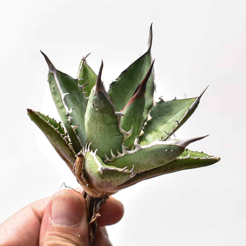 アガベ ハイブリット 