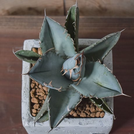 アガベ チタノタ ホワイト【白肌】RF22778