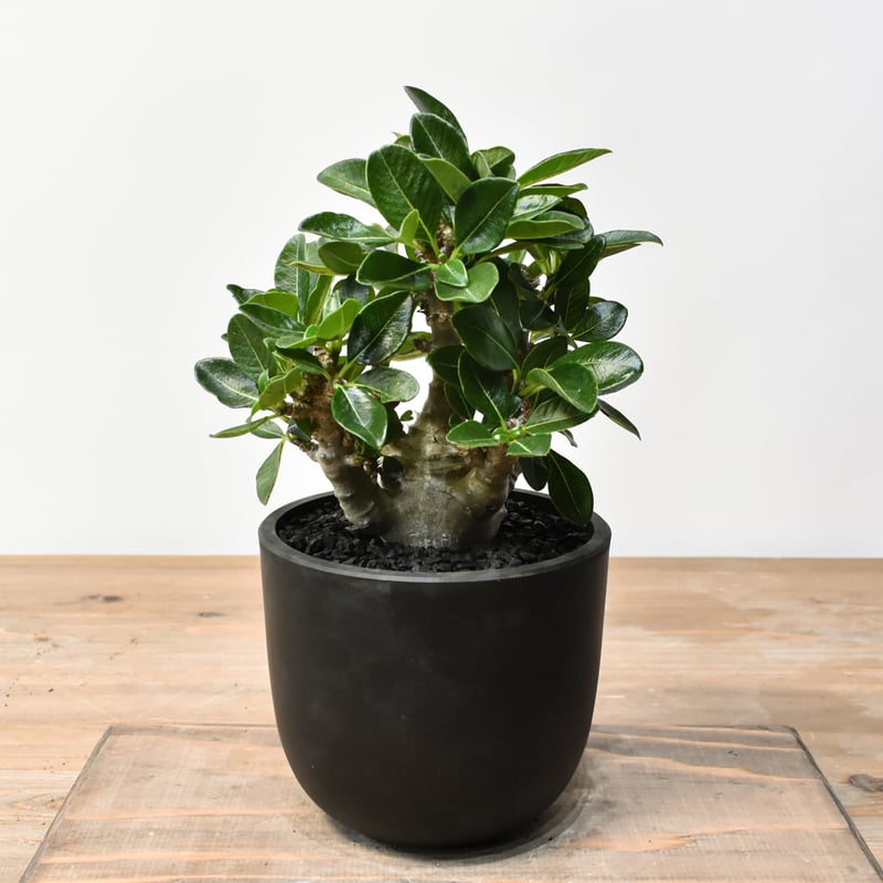 国内実生 パキポディウム ウィンゾリー パキポディウム ウィンゾリー