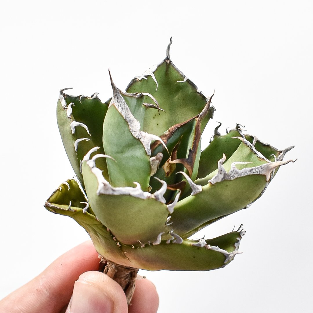 アガベ　鬼爪中株　アガベ　ピカチュウ アガベ チタノタ 