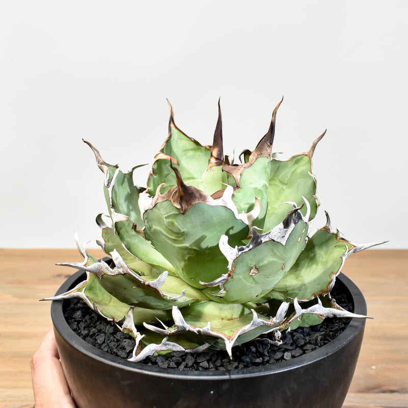 アガベ チタノタ 