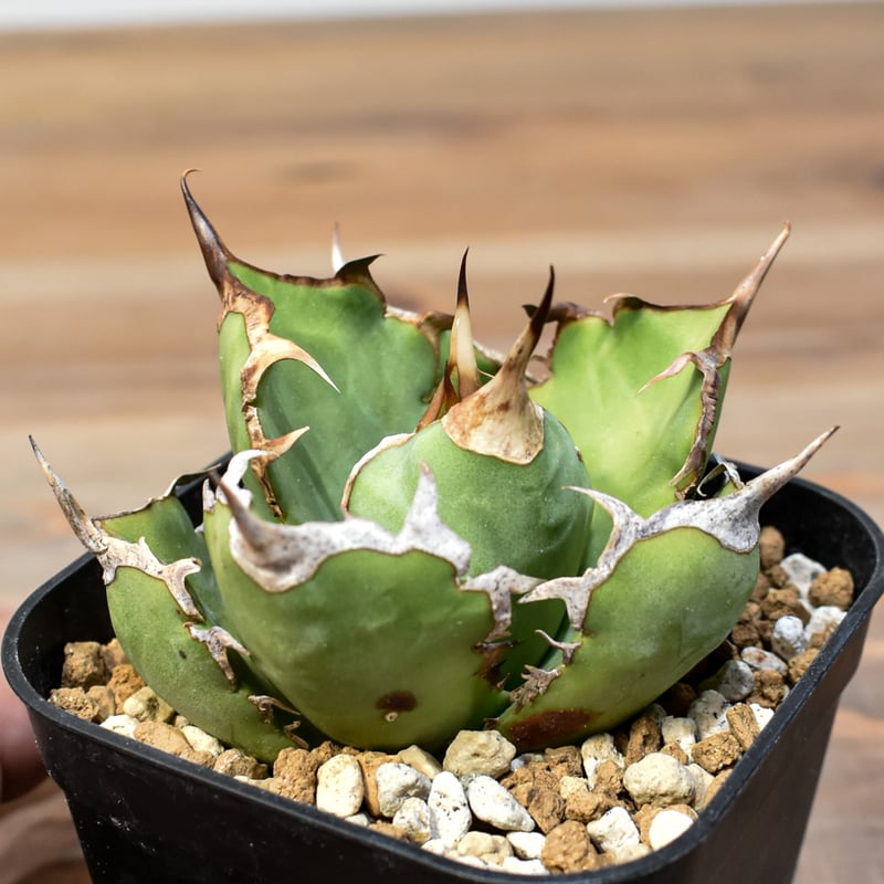 アガベ チタノタ REZA産アングリーハート（中株）※希少 アガベ チタノタ 