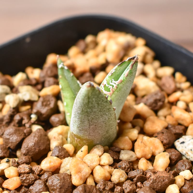 アガベ 　雪豹　子株 DRAGON AGAVE】アガベ 雪豹 EC25 – TaiShoDo ONLINE SHOP