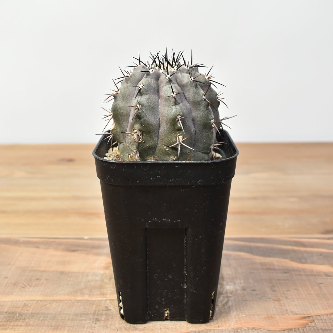 コピアポア シネレア 