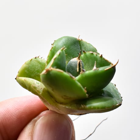 アガベ　Dennis ダルマ 更新！＞Dennis達磨（DARUMA）販売開始のお知らせ | Plus_Plants STORE