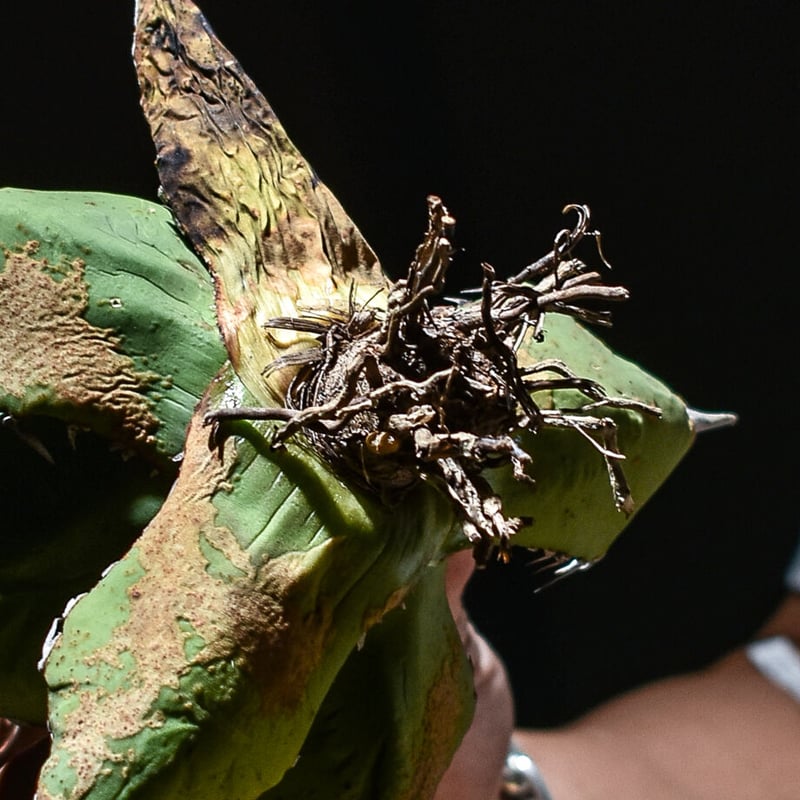 アガベ チタノタ 