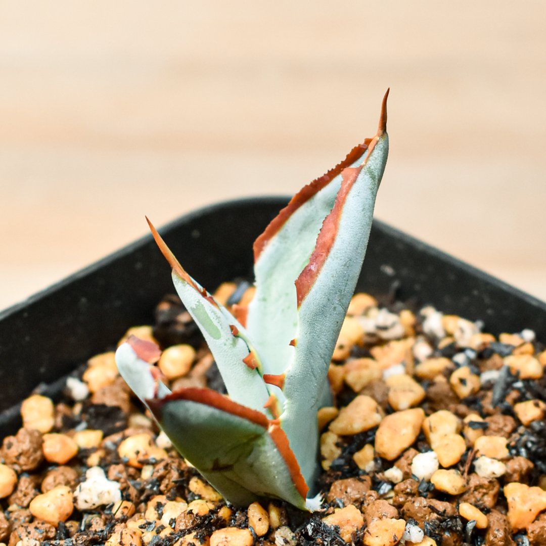 アガベ ハイブリット 