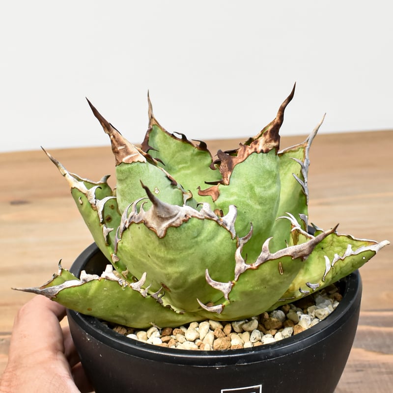 【親株】アガベチタノタ　猟豹　チーター　ドラゴンアガベ産 アガベ チタノタ チーター 