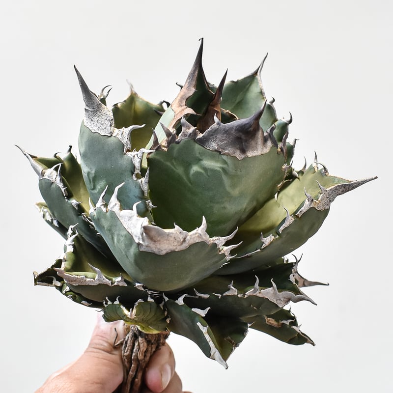 白火焔　ホワイトファイア アガベ チタノタ 