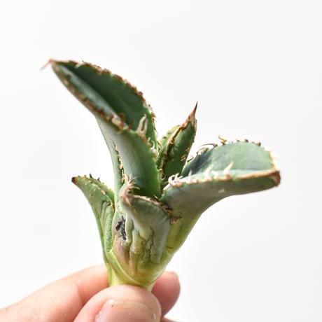 アガベチタノタ麻花龍 | STORES