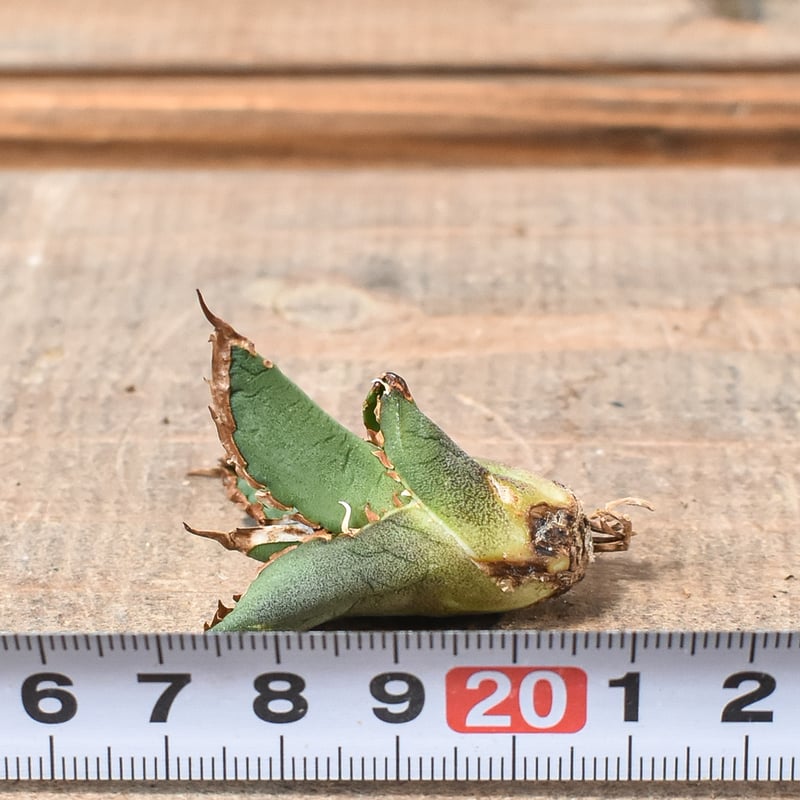 包心龍　子株6個付き親株　台湾lizeからの直輸入株　アガベ　チタノタ　オテロイ 包心龍 子株6個付き親株 台湾lizeからの直輸入株 アガベ