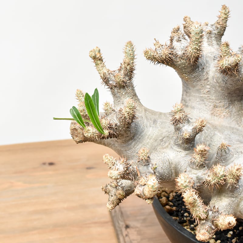 RAFLUMコレクション】パキポディウム イノピナツム 