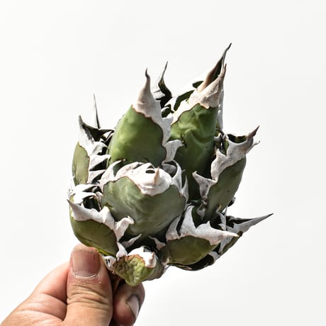 アガベ チタノタ "精品レッドキャットウィーズル" / 精品赤猫 , 精品紅猫  【台湾 dragon agave産/中株/抜き苗】C65