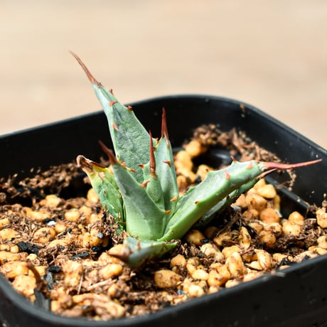 CATEGORY 夏型植物 | RAFLUM / ラフラム｜東京、大阪の塊根植物