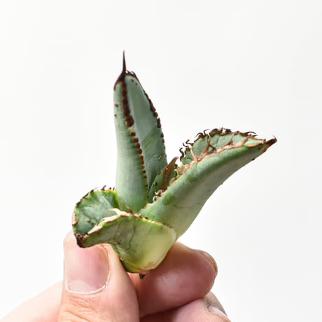 アガベ チタノタ "麻花" 【台湾huplants2010産/子株販売】RF25011626