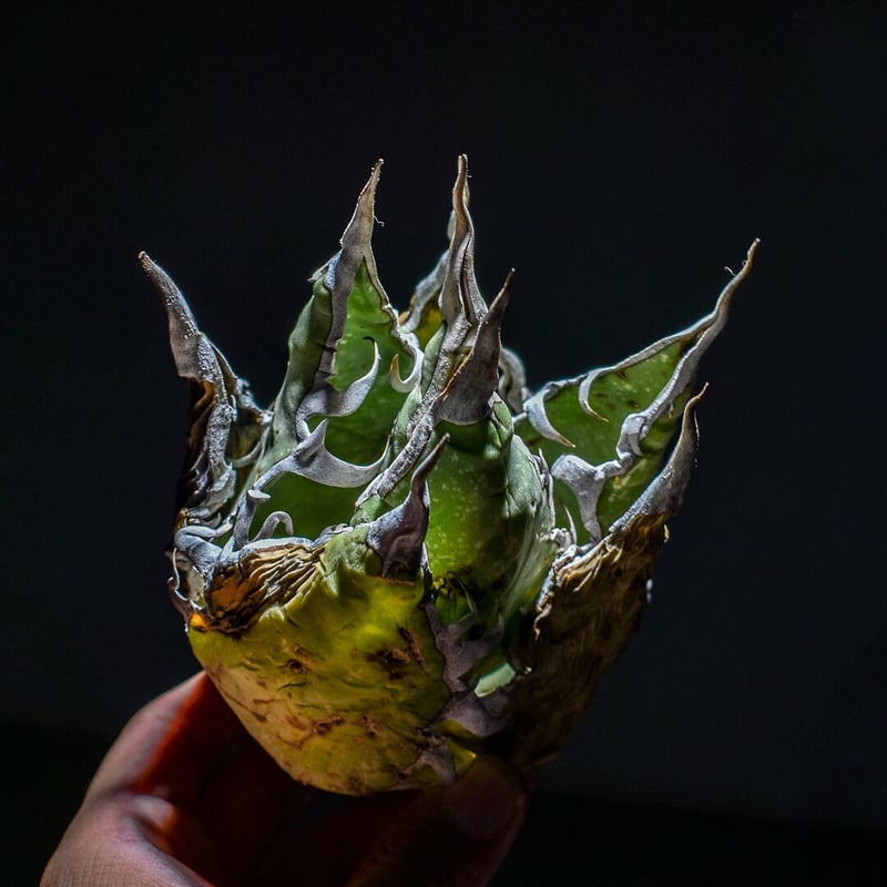【週末セール】アガベ チタノタ オアハカオテロイ オアハカ　オテロイ 現地株 アガベ オアハカ 