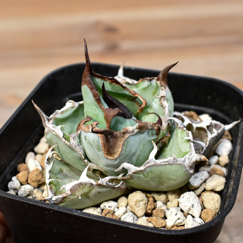 アガベ ハイブリッド　ネバデンシス×BB ネバデンシス×BB アガベ ハイブリッド ユタエンシスブラックアンド