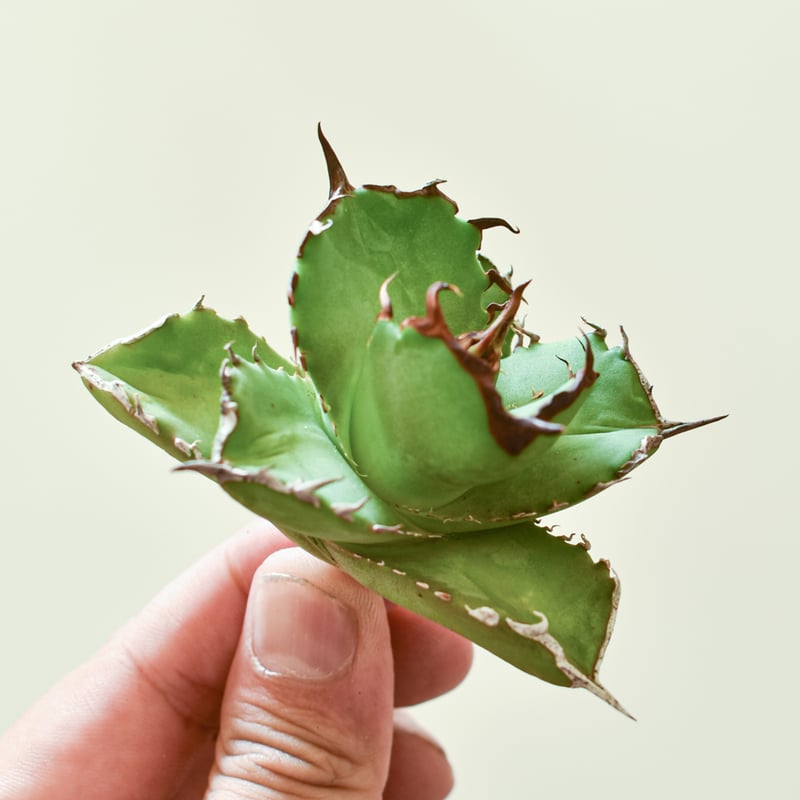 アガベ チタノタ 虎鯨 