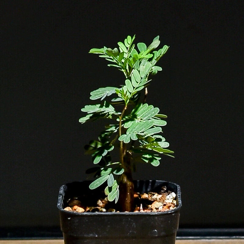センナ メリディオナリス 実生 センナ メリディオナリス 実生株 Senna meridionalis 004 | Sunny